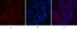 FH Monoclonal Antibody(7F1)